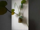 Support végétal minimaliste - Solution vis